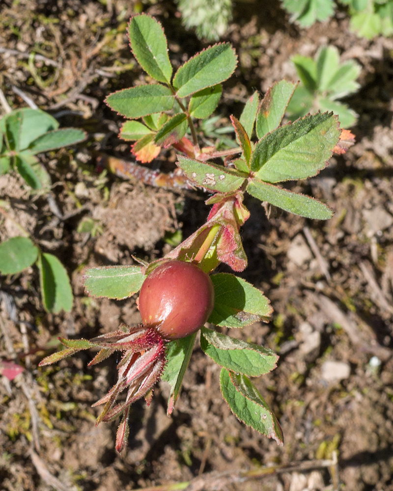 Изображение особи Rosa pulverulenta.