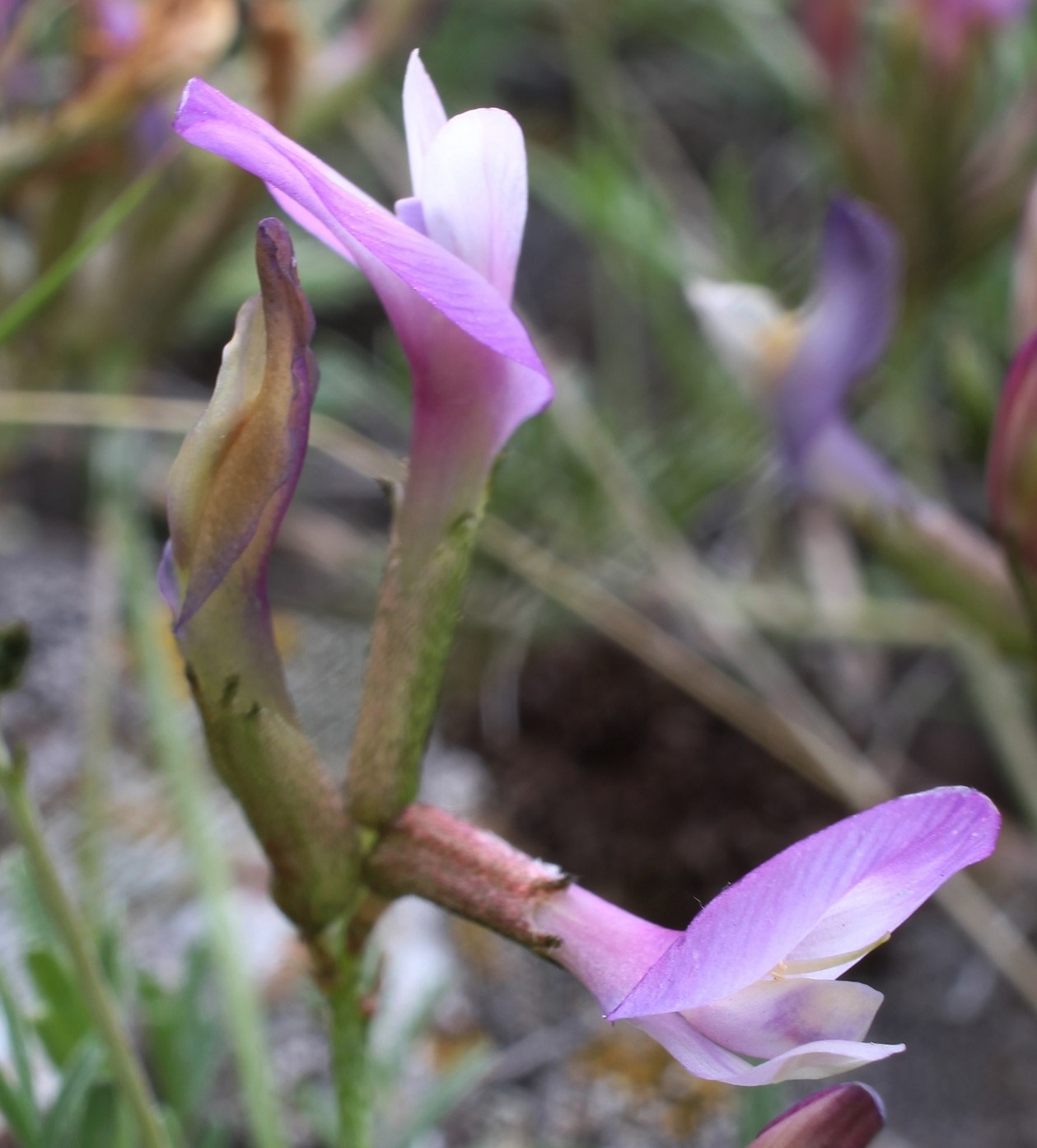 Изображение особи Astragalus compressus.