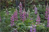 Lupinus polyphyllus