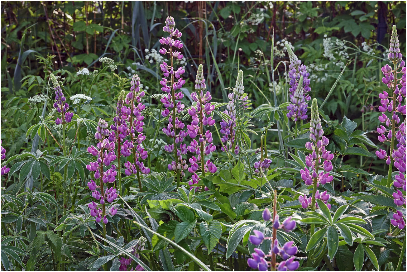 Изображение особи Lupinus polyphyllus.