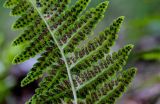 Dryopteris cristata. Часть вайи с сорусами (вид на абаксиальную поверхность). Московская обл., Дмитровский гор. округ, окр. оз. Свиное, опушка смешанного леса. 21.07.2024.