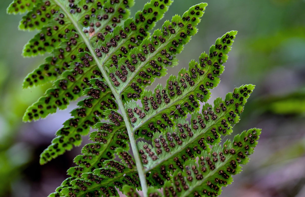 Image of Dryopteris cristata specimen.