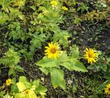 Heliopsis helianthoides subspecies scabra. Верхушка цветущего и отцветающего растения. Беларусь, г. Гродно, Ленинский р-н, мкр. Девятовка, в культуре. 20.10.2024.