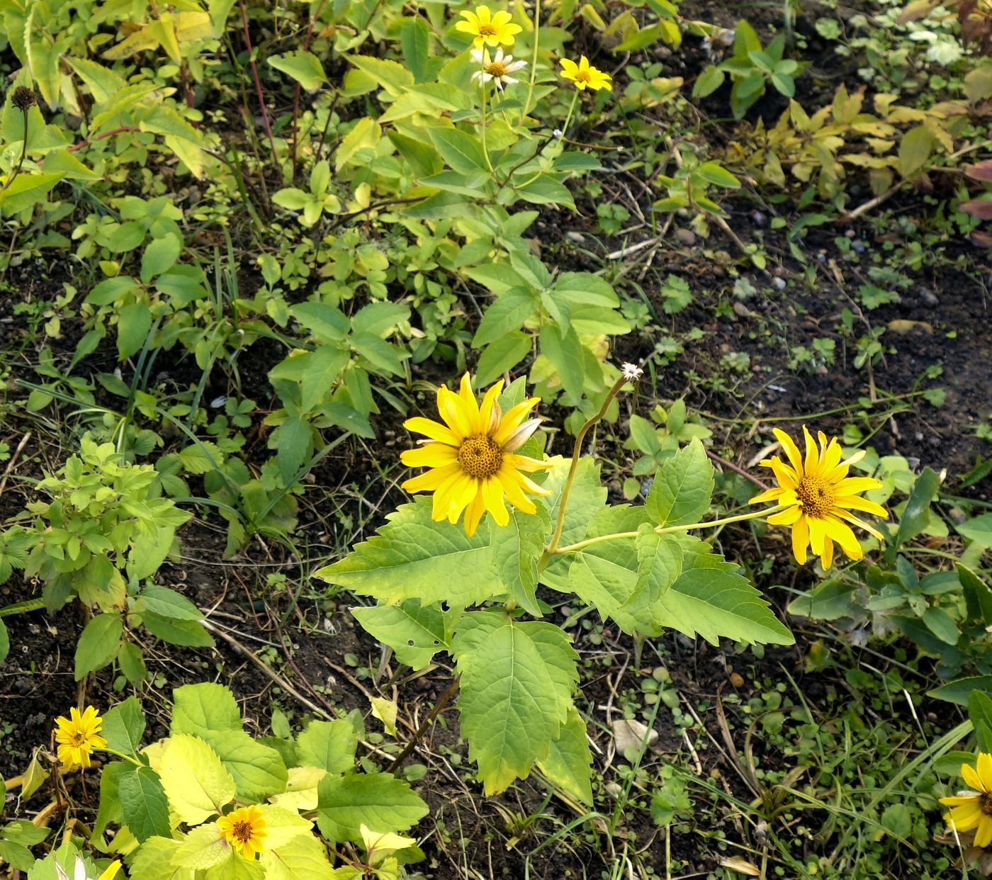 Image of Heliopsis helianthoides ssp. scabra specimen.