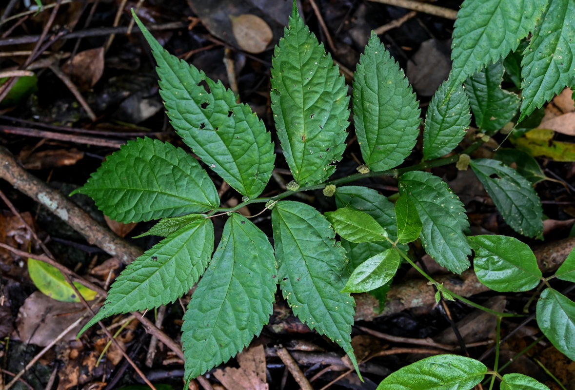 Image of Elatostema cyrtandrifolium specimen.