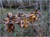 Humulus lupulus