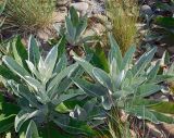 Verbascum gnaphalodes