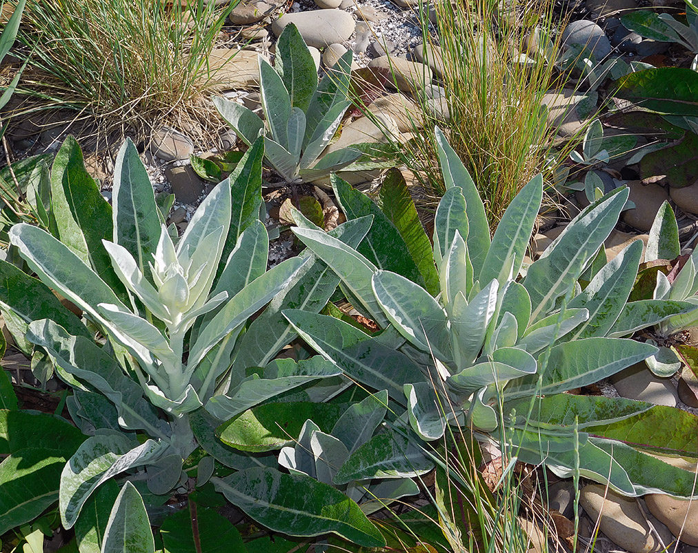 Изображение особи Verbascum gnaphalodes.