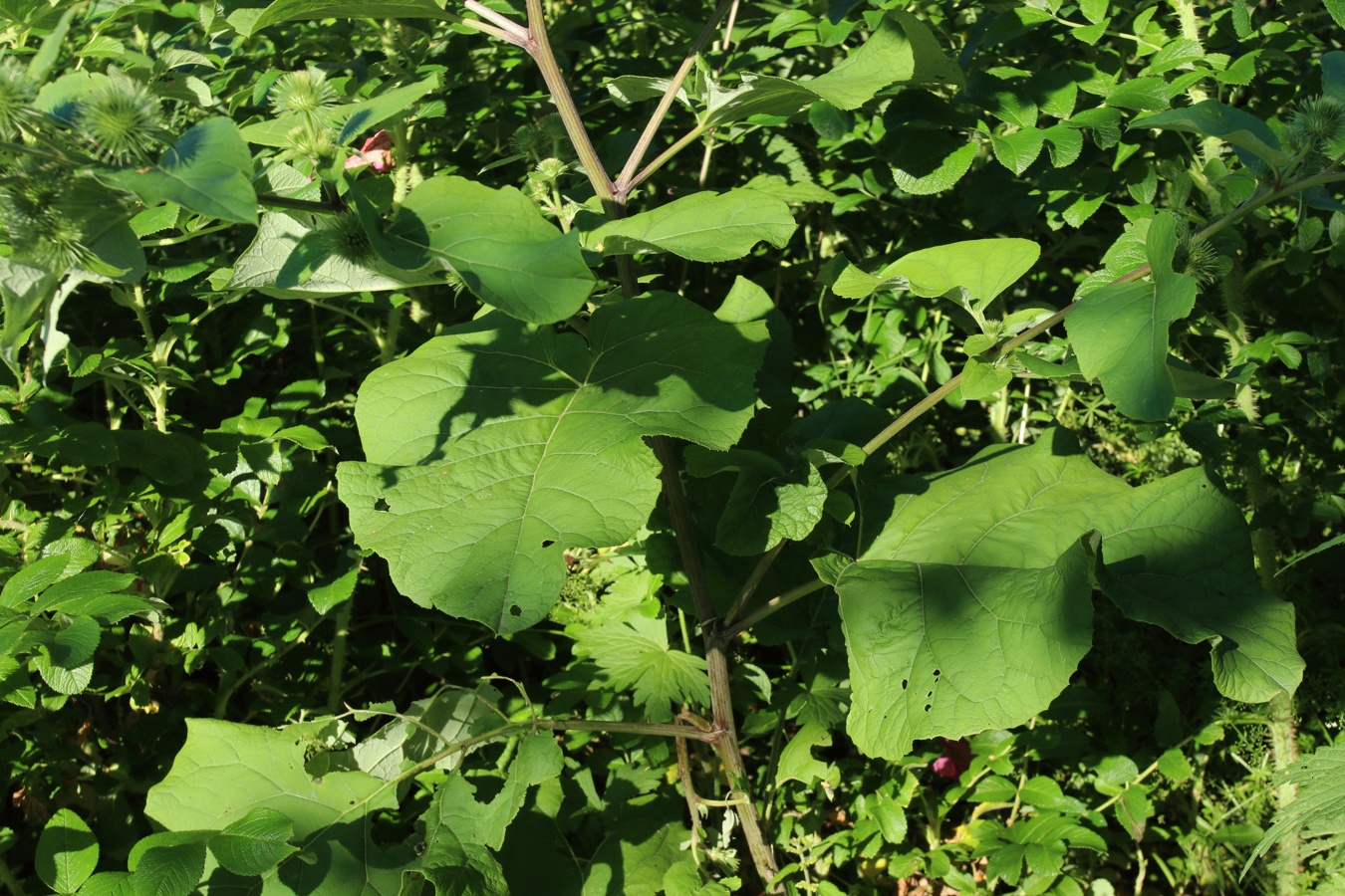 Изображение особи Arctium lappa.