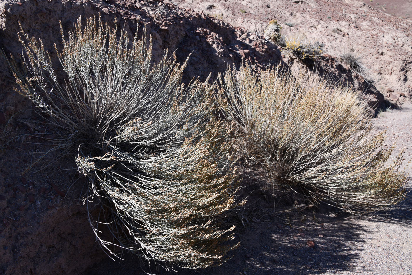 Image of Artemisia juncea specimen.