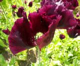 Papaver somniferum