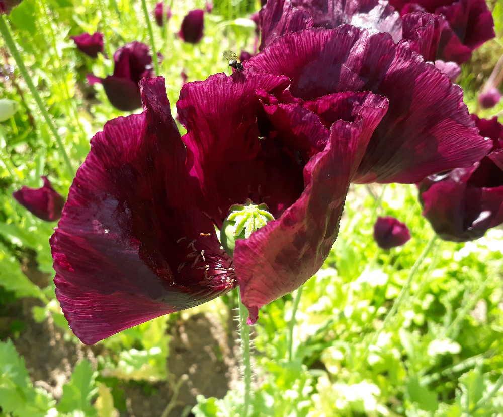 Изображение особи Papaver somniferum.