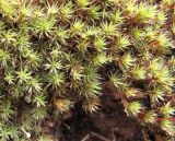 Polytrichum piliferum