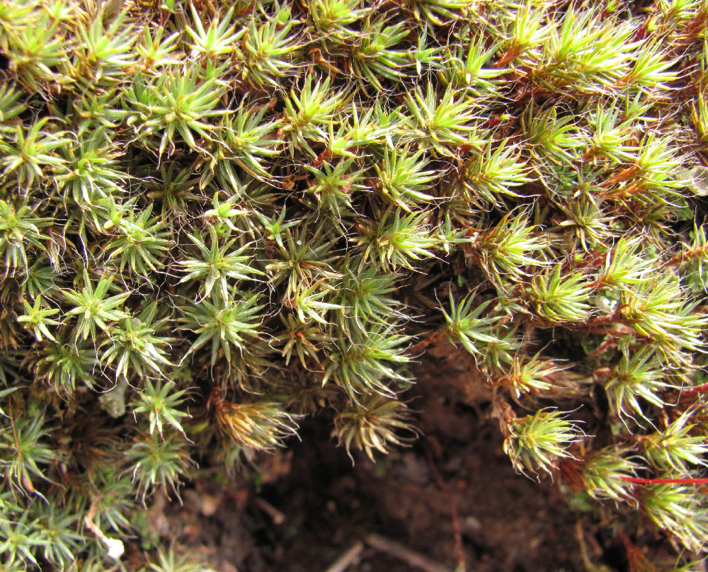 Image of Polytrichum piliferum specimen.
