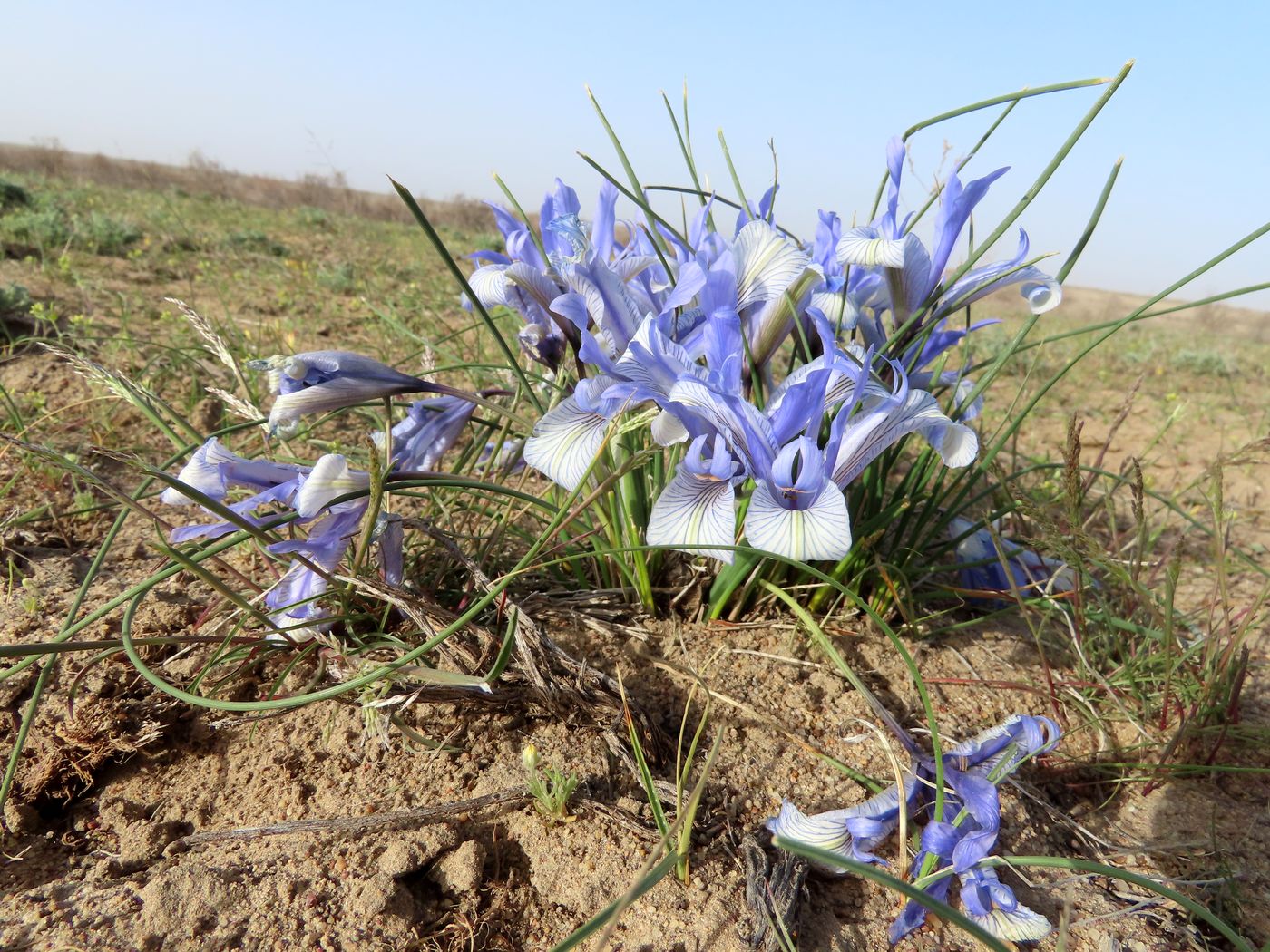 Изображение особи Iris tenuifolia.