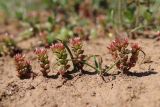 Sedum cespitosum