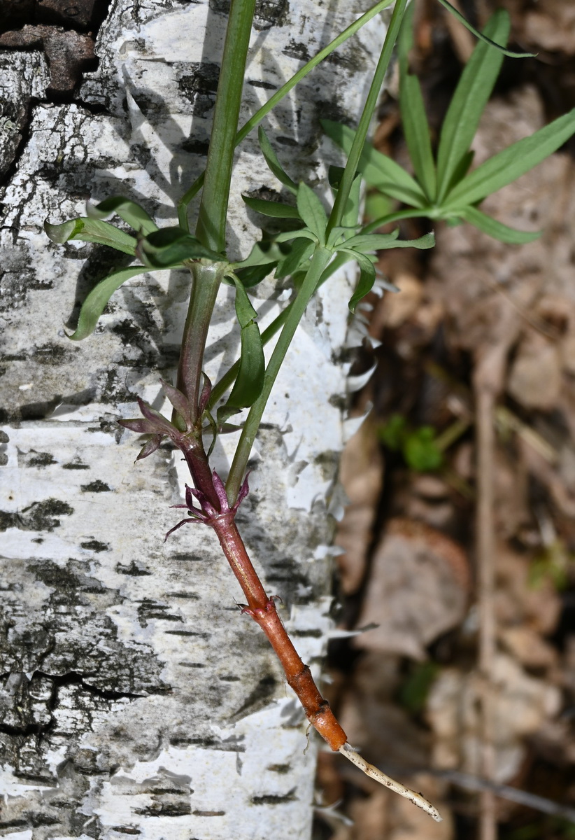Image of Galium intermedium specimen.