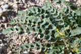 Смотреть изображение род Astragalus