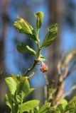 View full-size image Vaccinium myrtillus