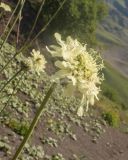 View full-size image Cephalaria gigantea
