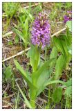 Dactylorhiza incarnata. Цветущее растение. Республика Татарстан, г. Казань, пойма р. Казанка, 07.06.2004.