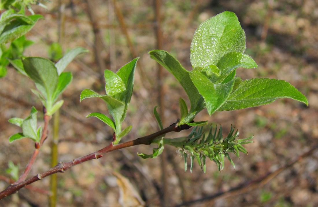 Изображение особи Salix &times; bicolor.