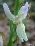 Orchis provincialis. Цветок. Крым, Байдарская долина, окр. с. Кизиловое. 18.05.2010.