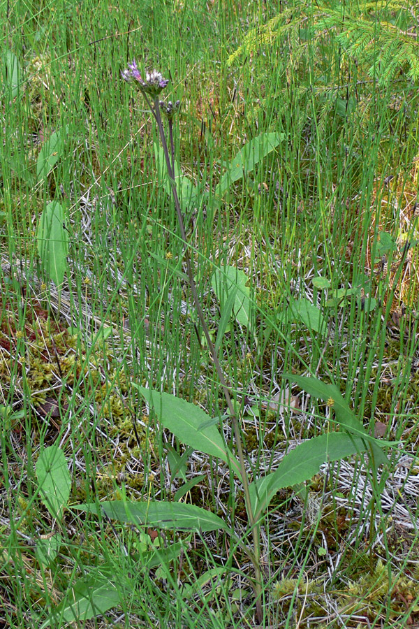 Изображение особи Saussurea parviflora.