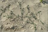 Polygonum arenastrum. Цветущее растение на песчаном берегу. Чувашия, г. Шумерля, берег р. Сура в районе городского пляжа. 29 августа 2011 г.