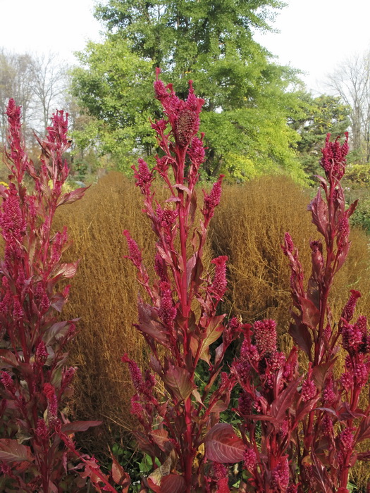 Image of Celosia cristata specimen.