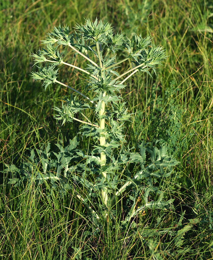 Image of Eryngium campestre specimen.