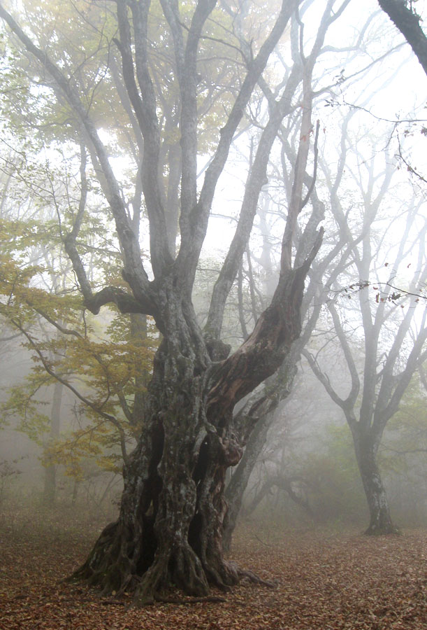 Image of Carpinus betulus specimen.