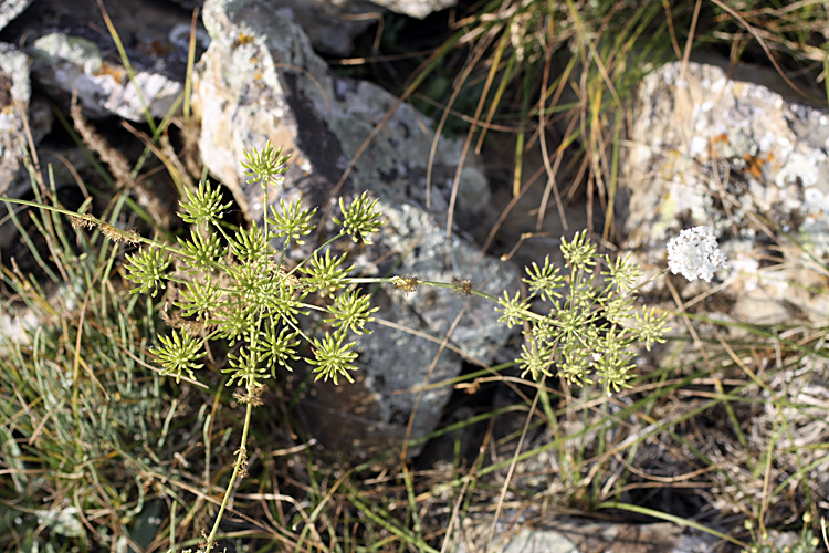 Изображение особи Oedibasis platycarpa.