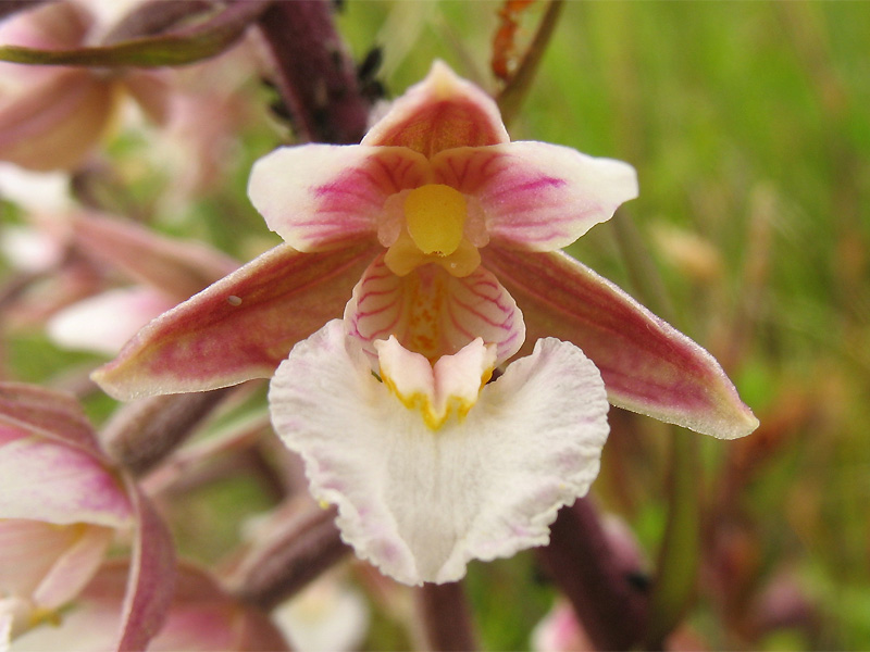 Image of Epipactis palustris specimen.