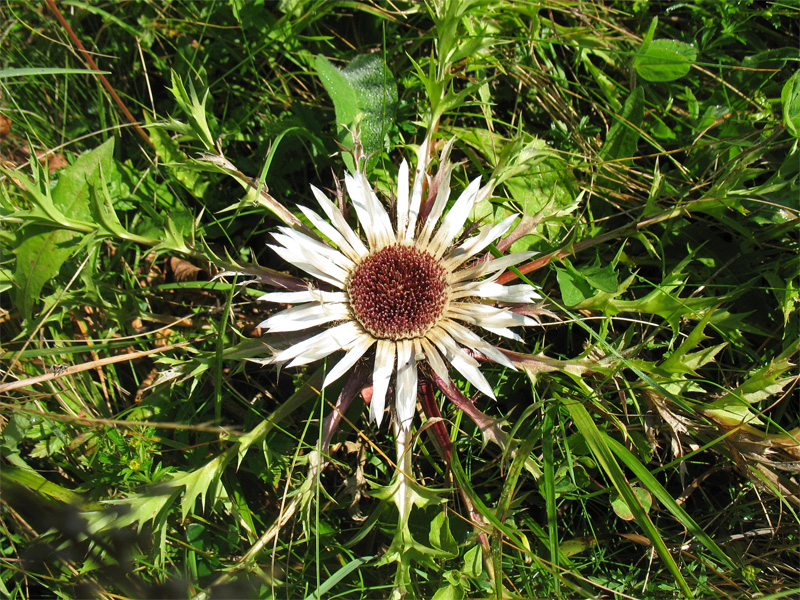 Изображение особи Carlina acaulis.