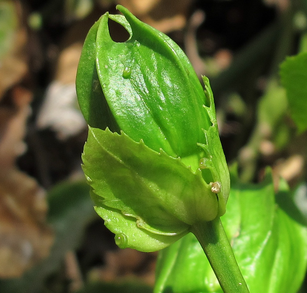 Image of Passiflora edulis specimen.