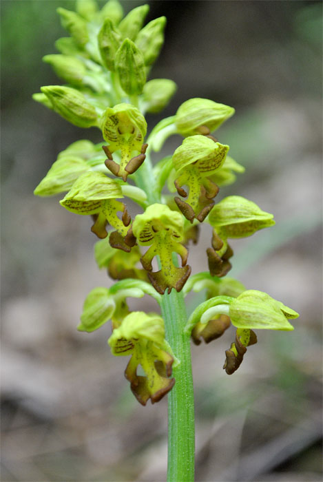 Image of Orchis punctulata specimen.