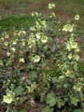 Alcea rugosa