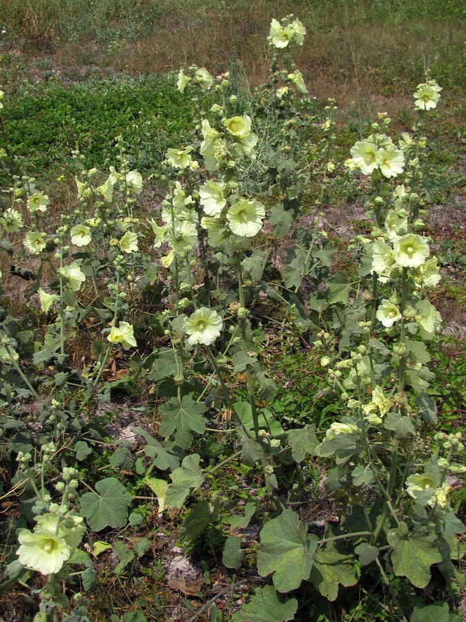 Image of Alcea rugosa specimen.