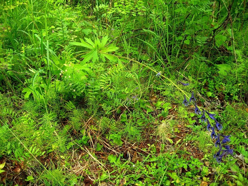 Image of Delphinium elatum specimen.