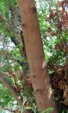 Acacia dealbata. Часть ствола. Абхазия, Гудаутский р-н, Мюссерский лесной массив. 19.06.2012.