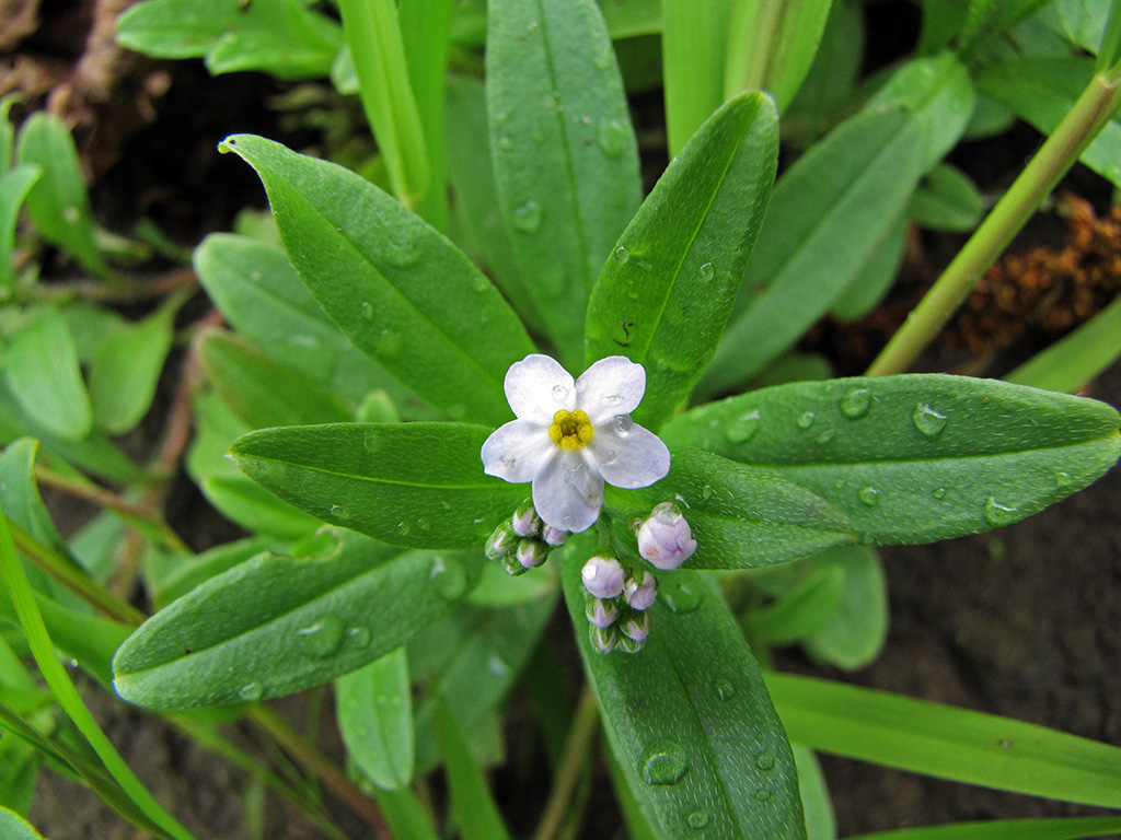 Изображение особи Myosotis palustris.