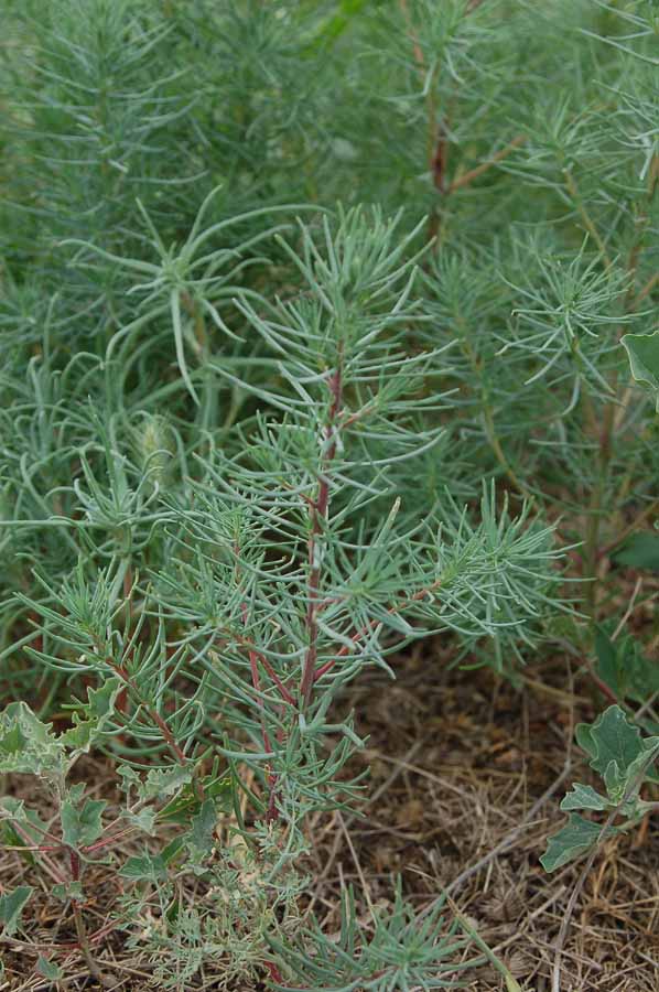 Image of Suaeda altissima specimen.