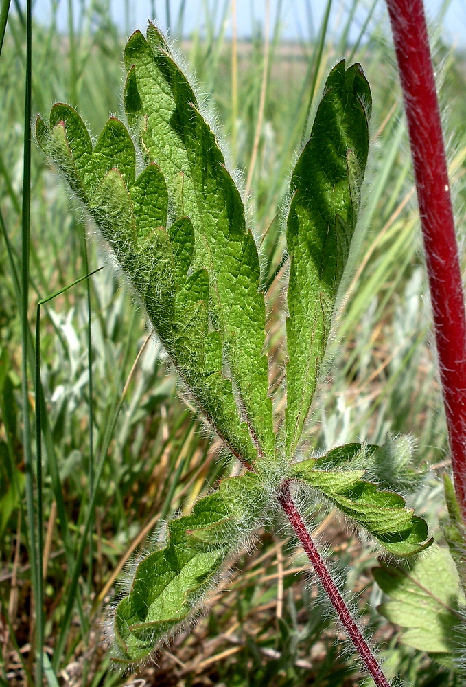 Изображение особи Potentilla recta.