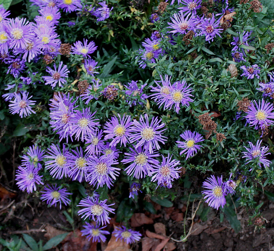 Image of Symphyotrichum dumosum specimen.