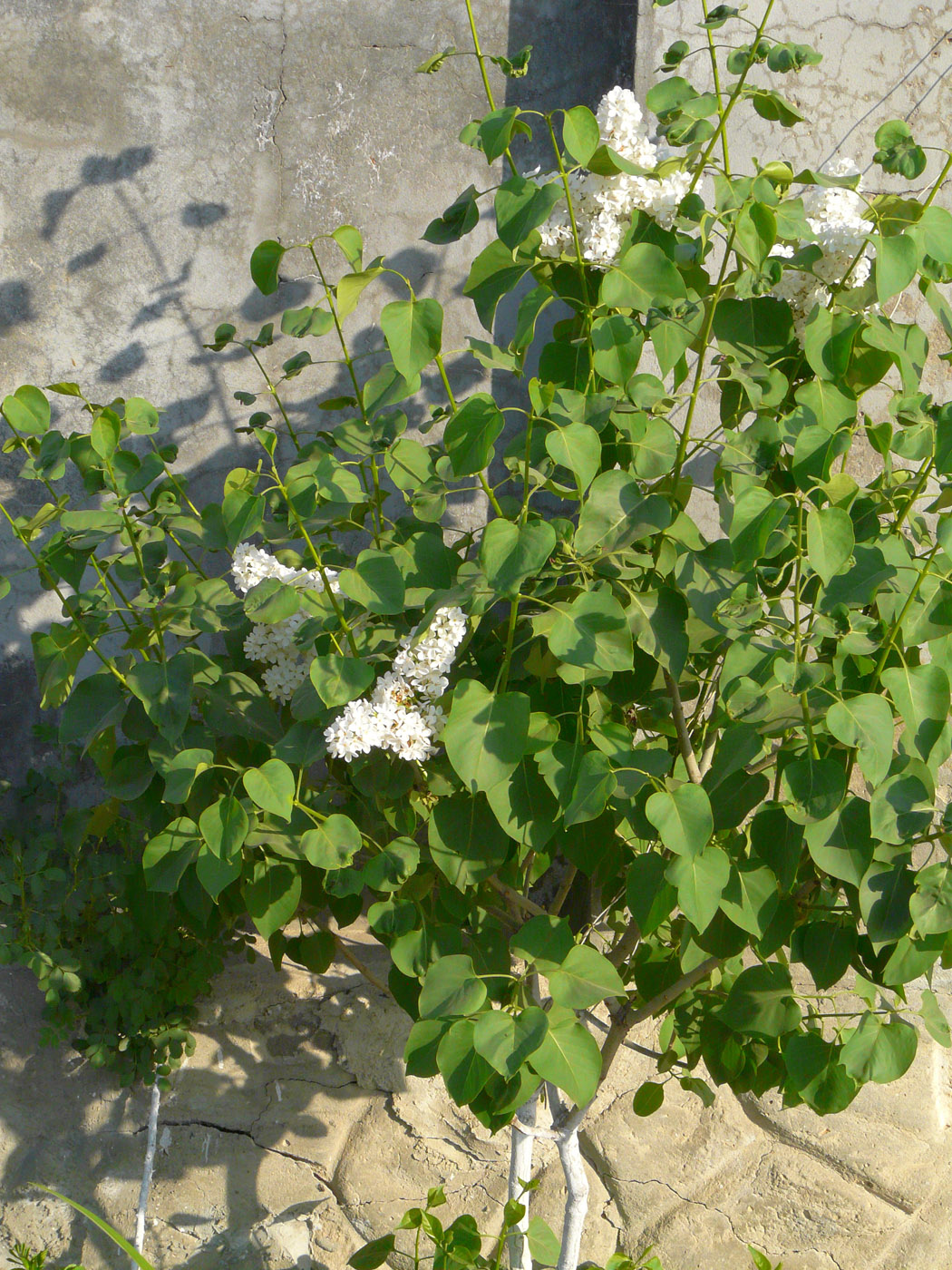 Image of Syringa vulgaris specimen.