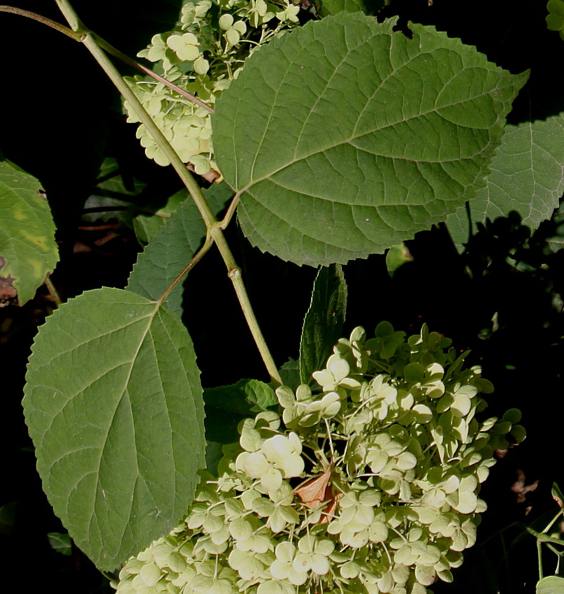 Image of Hydrangea arborescens specimen.