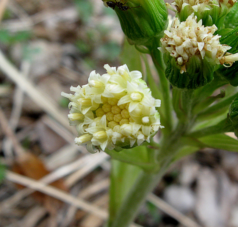 Image of Petasites spurius specimen.