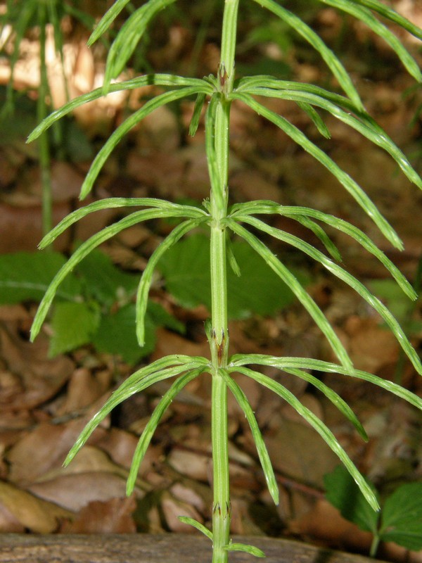 Изображение особи Equisetum arvense.