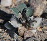 Astragalus monophyllus